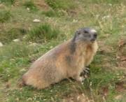 gros plan marmotte 